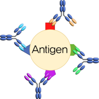 Antigen_2